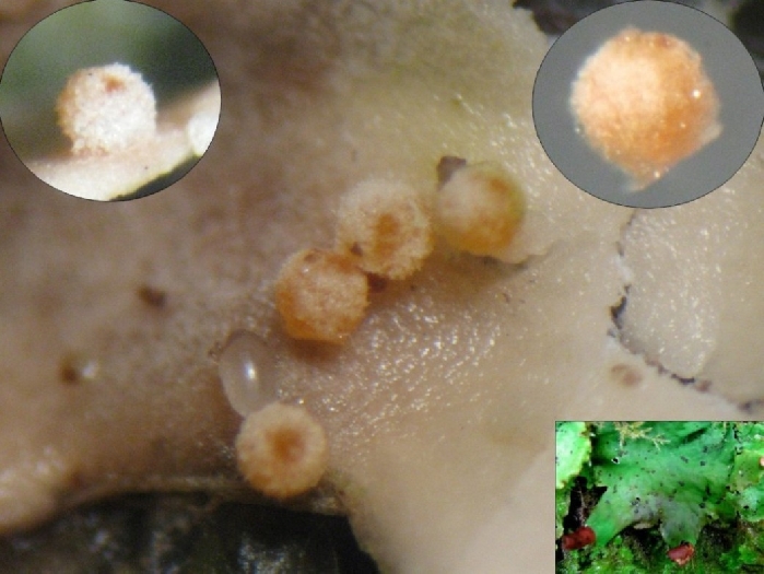 macrostoma