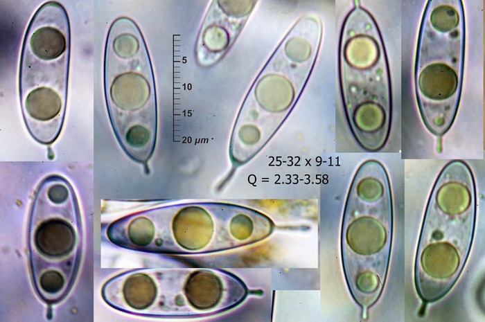 macrostoma