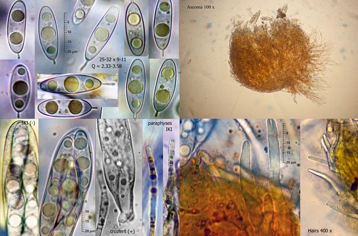 macrostoma