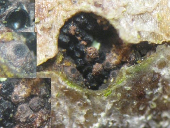 macrostoma