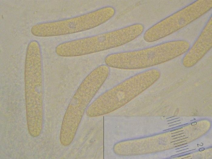 macrostoma