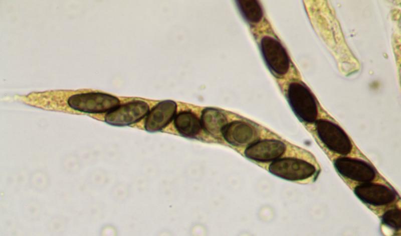 macrostoma