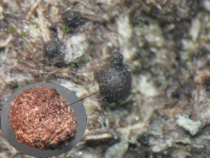 macrostoma