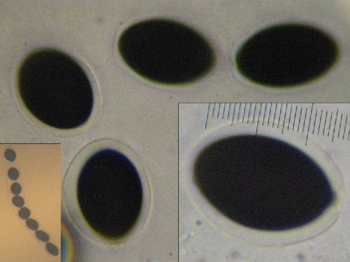macrostoma