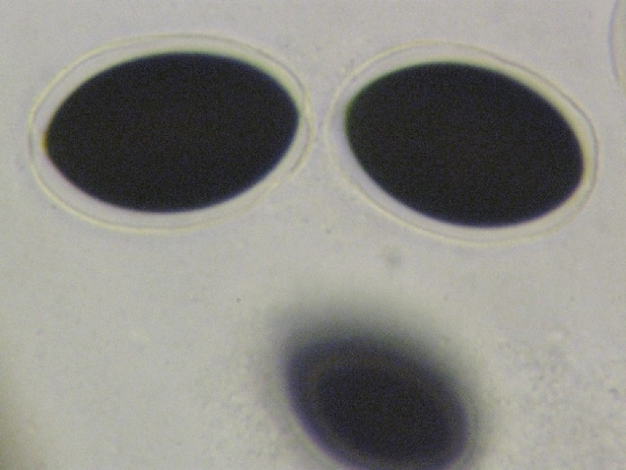 macrostoma