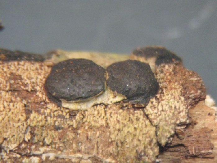macrostoma