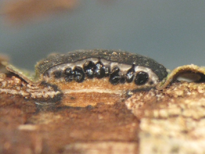 macrostoma