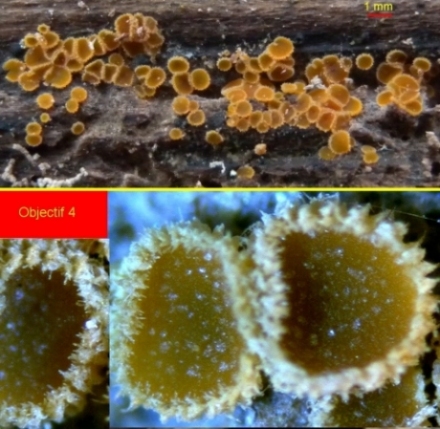 macrostoma