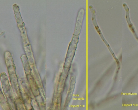 macrostoma