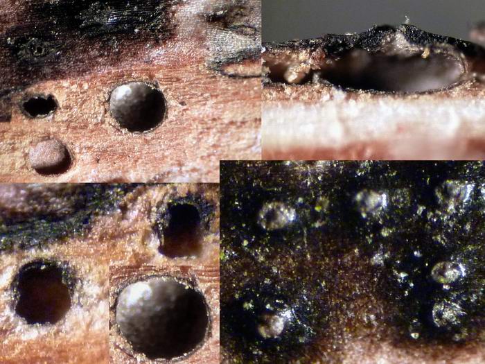 macrostoma