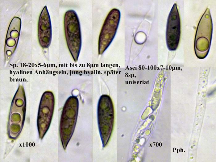 macrostoma