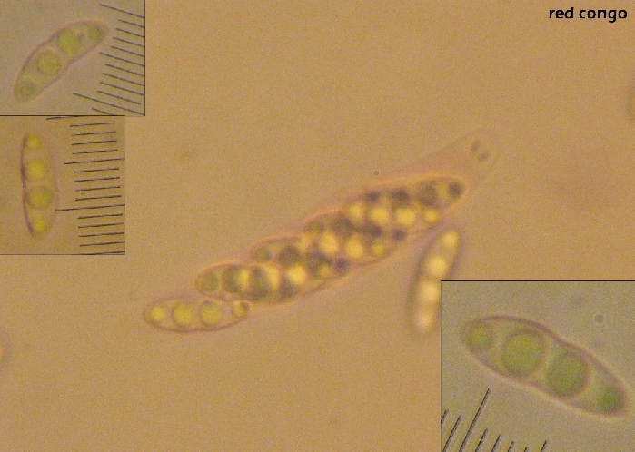 macrostoma