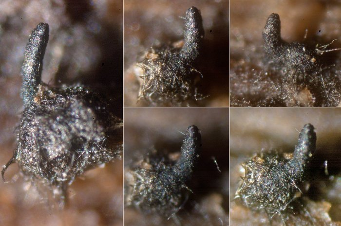 macrostoma