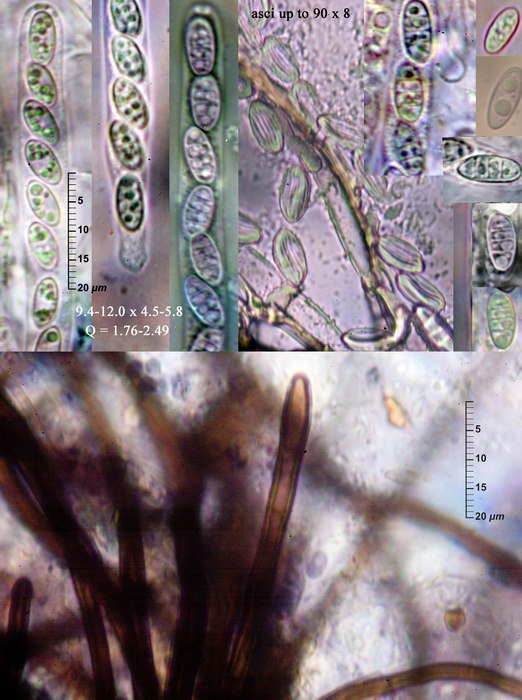 macrostoma