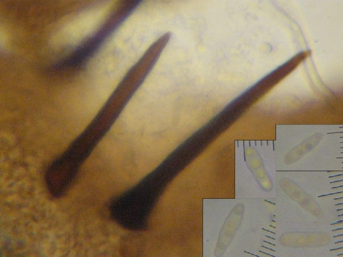 macrostoma