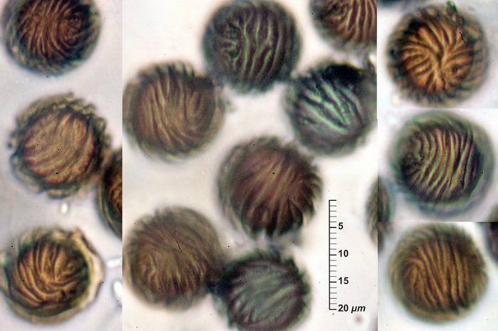 macrostoma