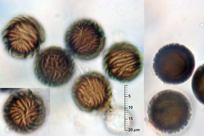 macrostoma