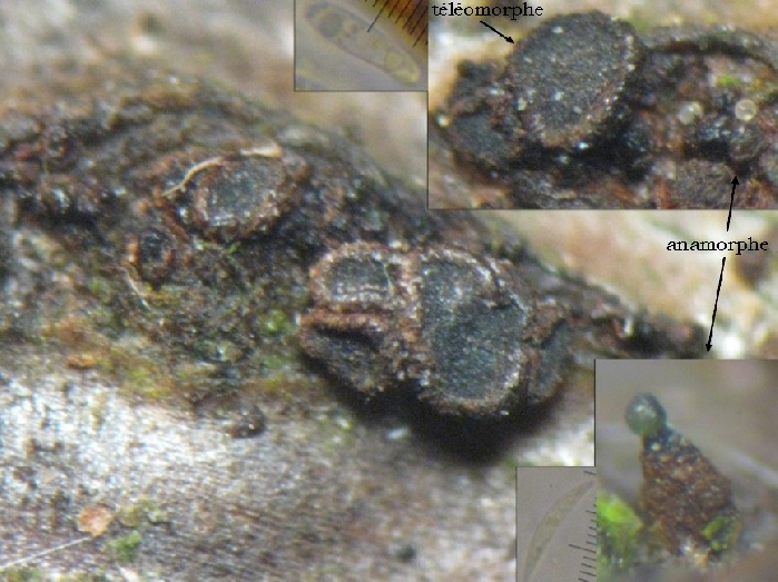 macrostoma