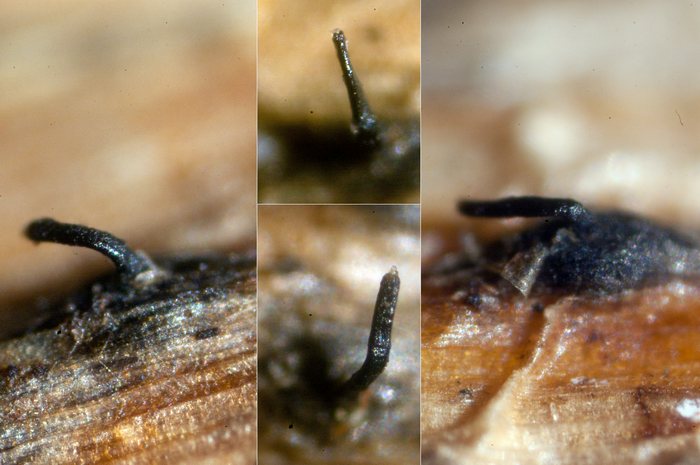 macrostoma
