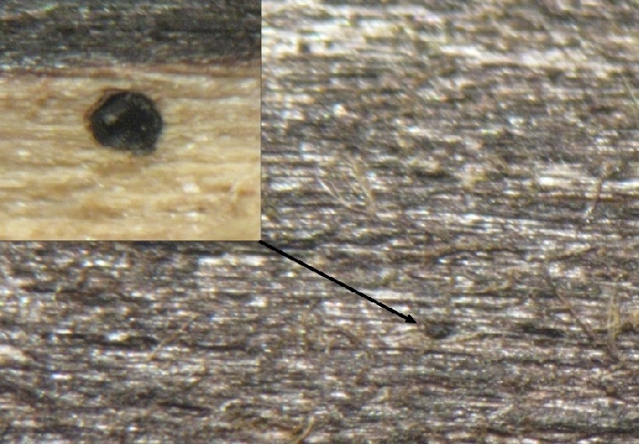 macrostoma