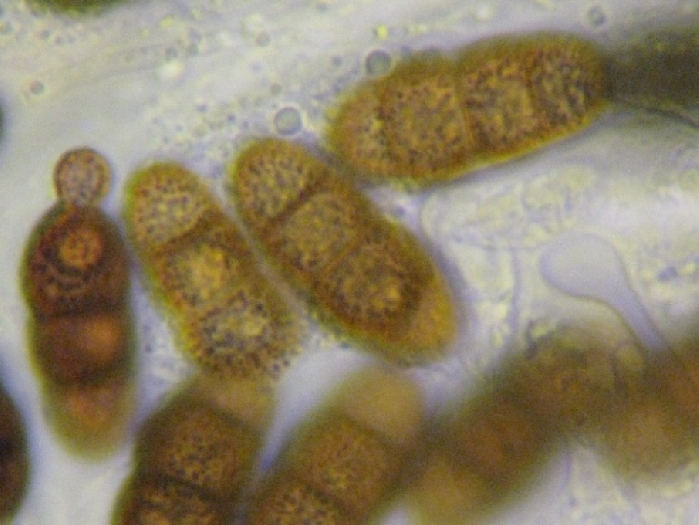 macrostoma