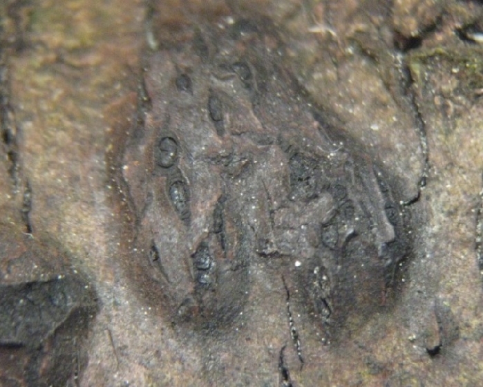 macrostoma