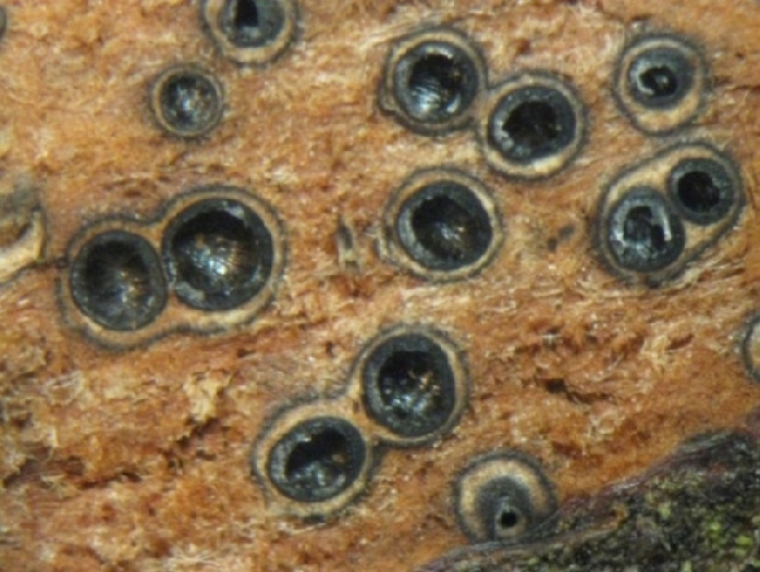macrostoma