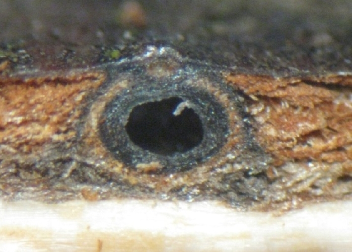 macrostoma