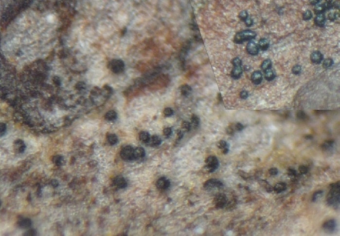 macrostoma