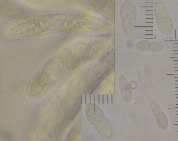 macrostoma