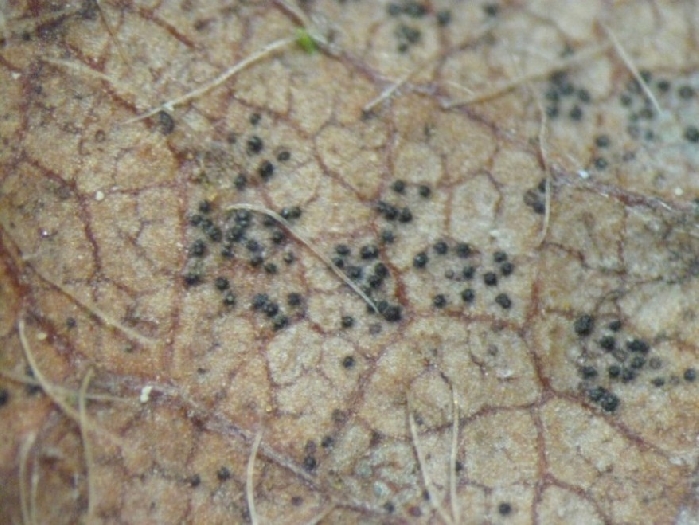 macrostoma