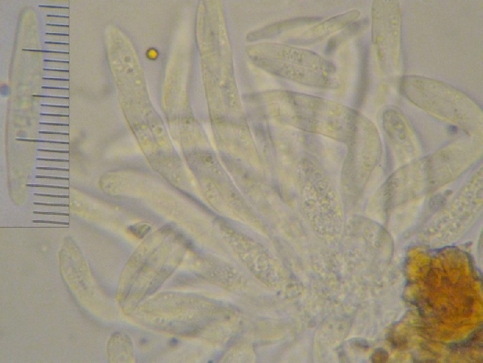 macrostoma