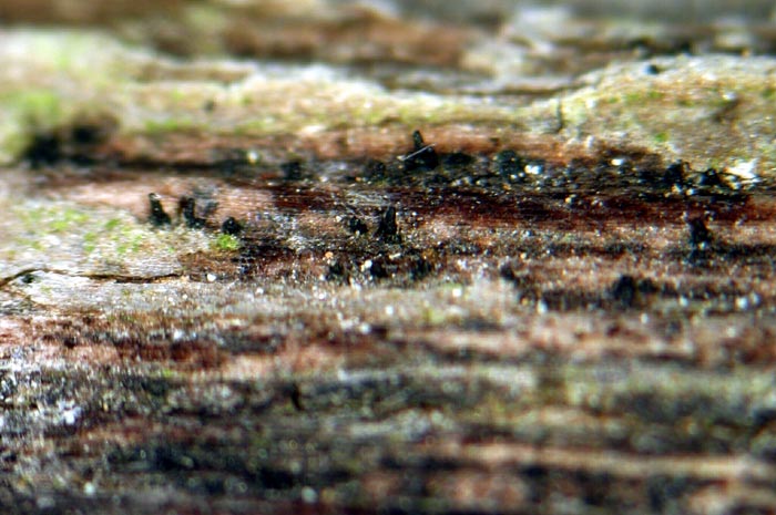 macrostoma
