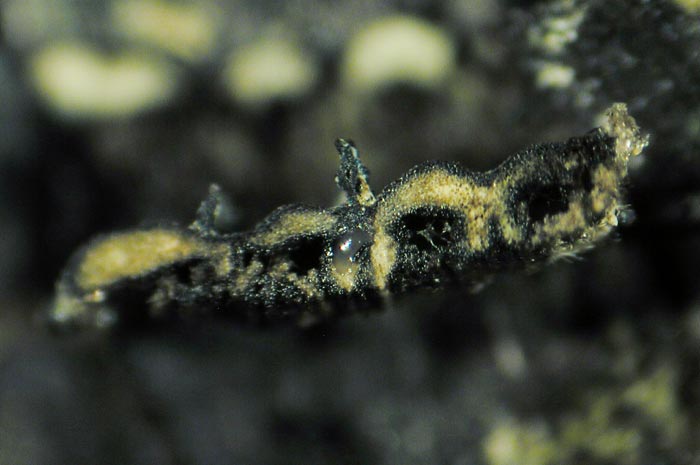 macrostoma
