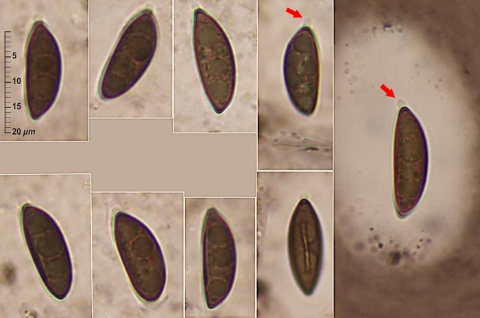 macrostoma
