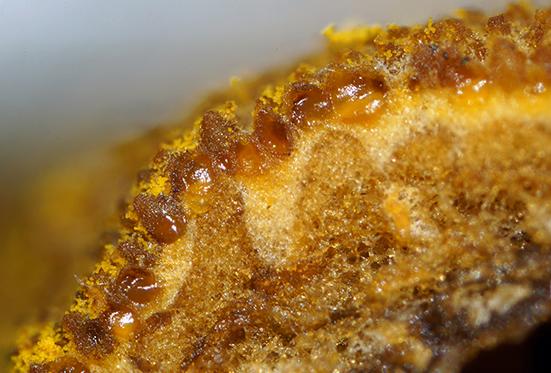 macrostoma