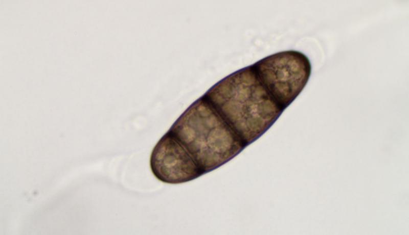 macrostoma
