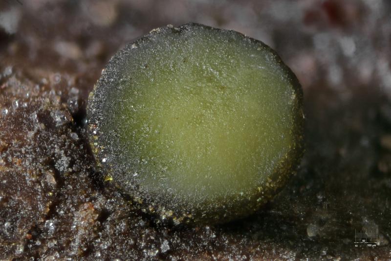 macrostoma