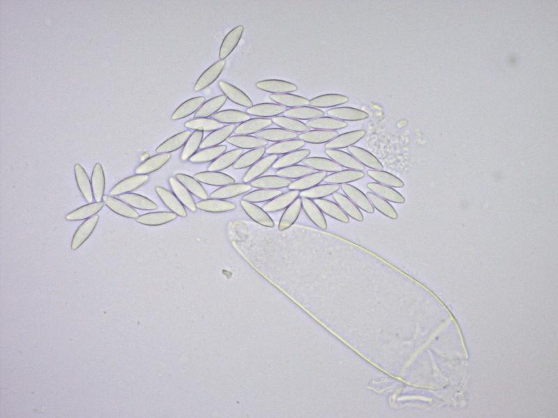 macrostoma
