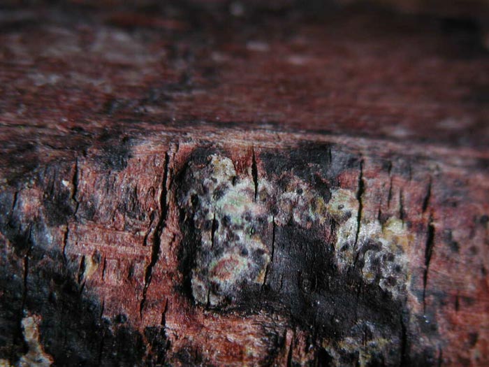 macrostoma