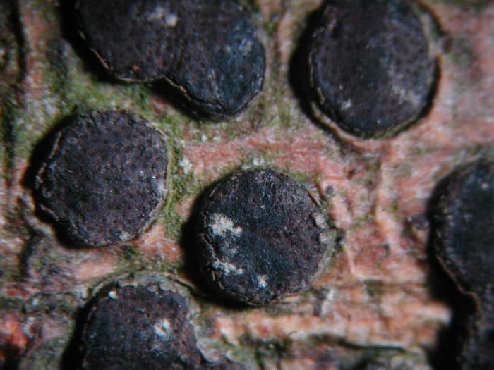 macrostoma