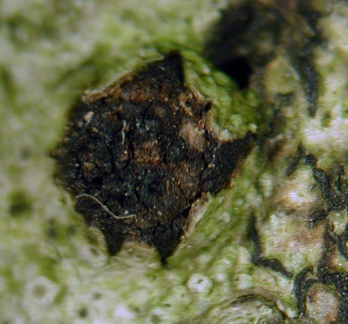 macrostoma