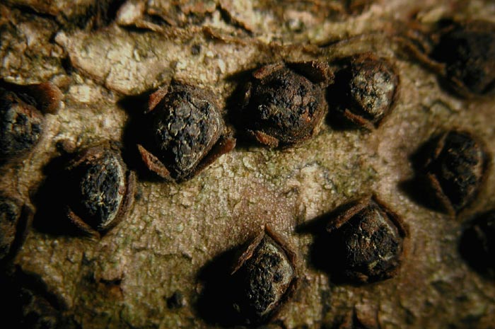 macrostoma