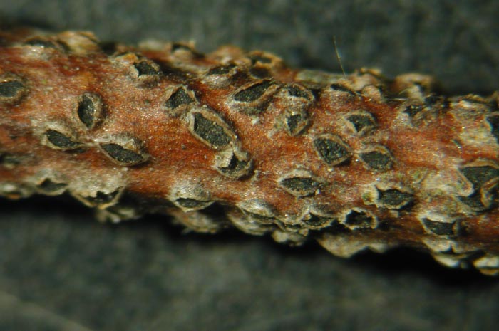 macrostoma