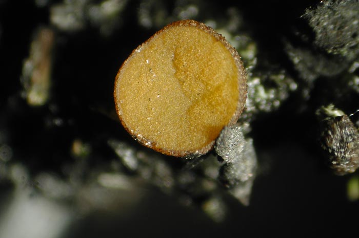 macrostoma