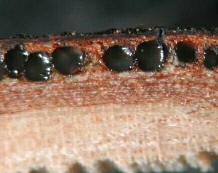 macrostoma