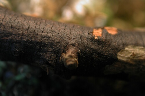 macrostoma