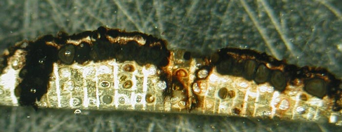 macrostoma