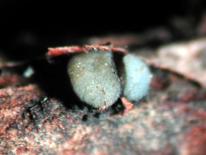 macrostoma