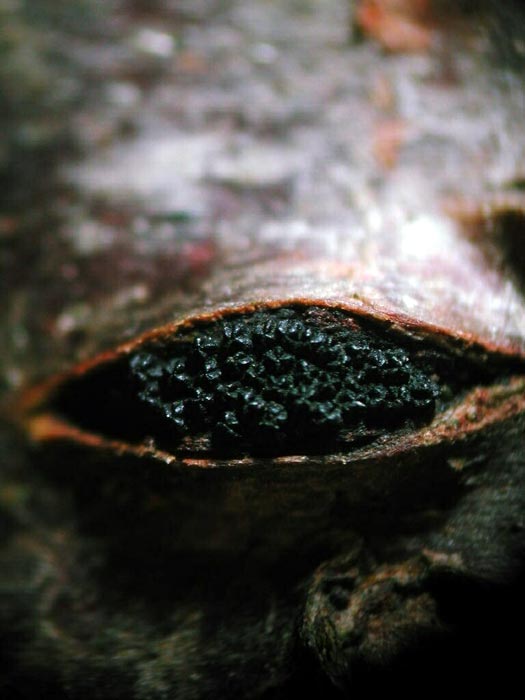 macrostoma